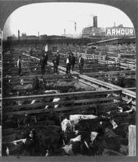 In the Heart of the Great Union Stock Yards, Chicago, c. 1909