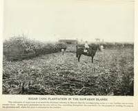Sugar Cane Plantation in the Hawaiian Islands